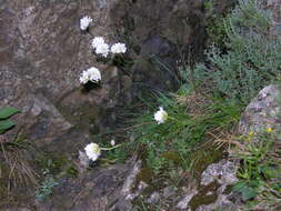 Image of Armeria leucocephala Koch