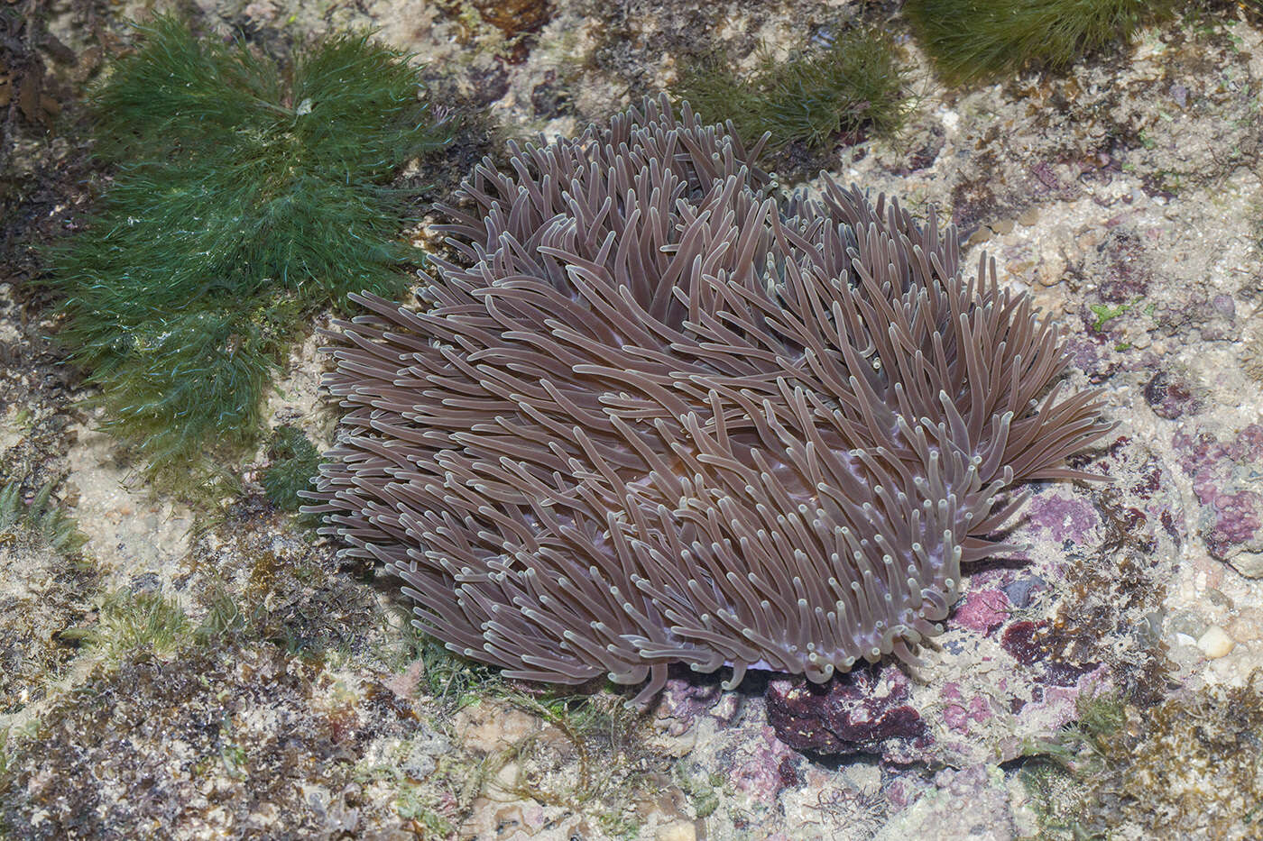 Image of Bulb-Tip Anemone