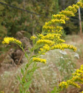 Image of wrinkleleaf goldenrod