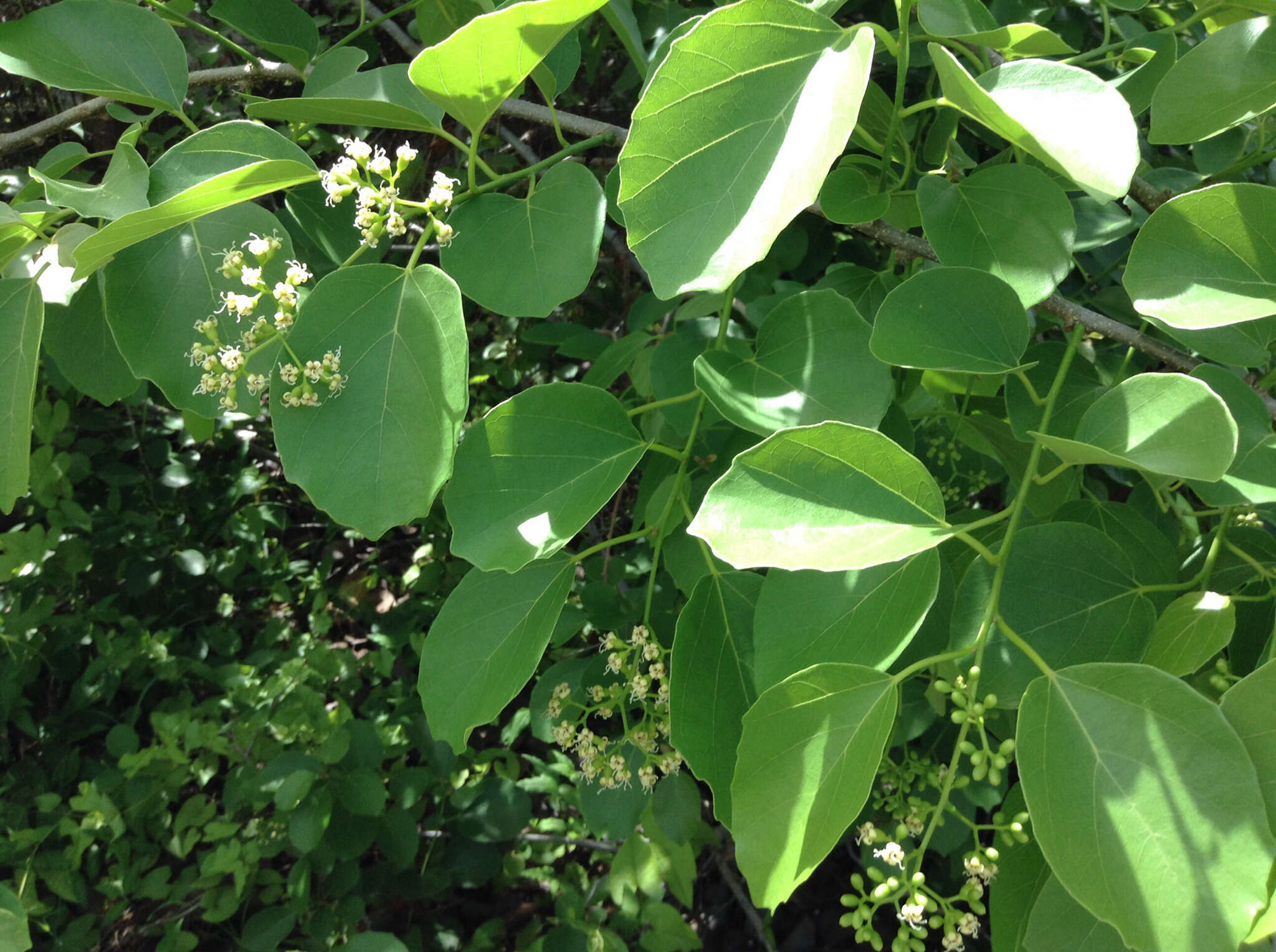 Image of fragrant manjack