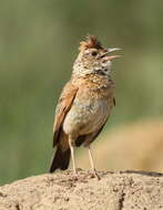 Image of Rufous-naped Lark