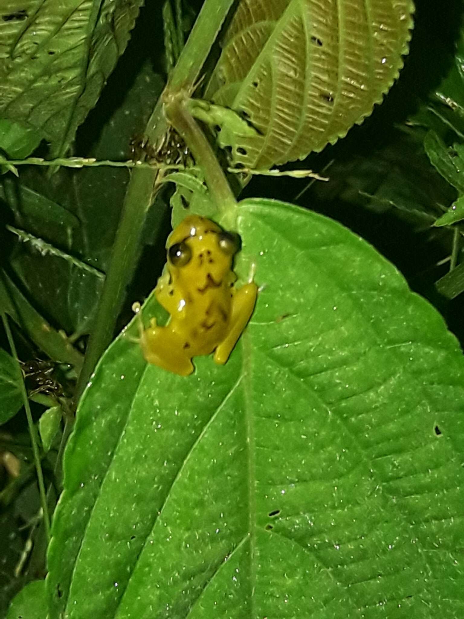 Sivun Pristimantis lacrimosus (Jiménez de la Espada 1875) kuva