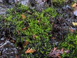 Image of calliergon moss