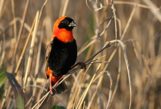 Image of Red Bishop