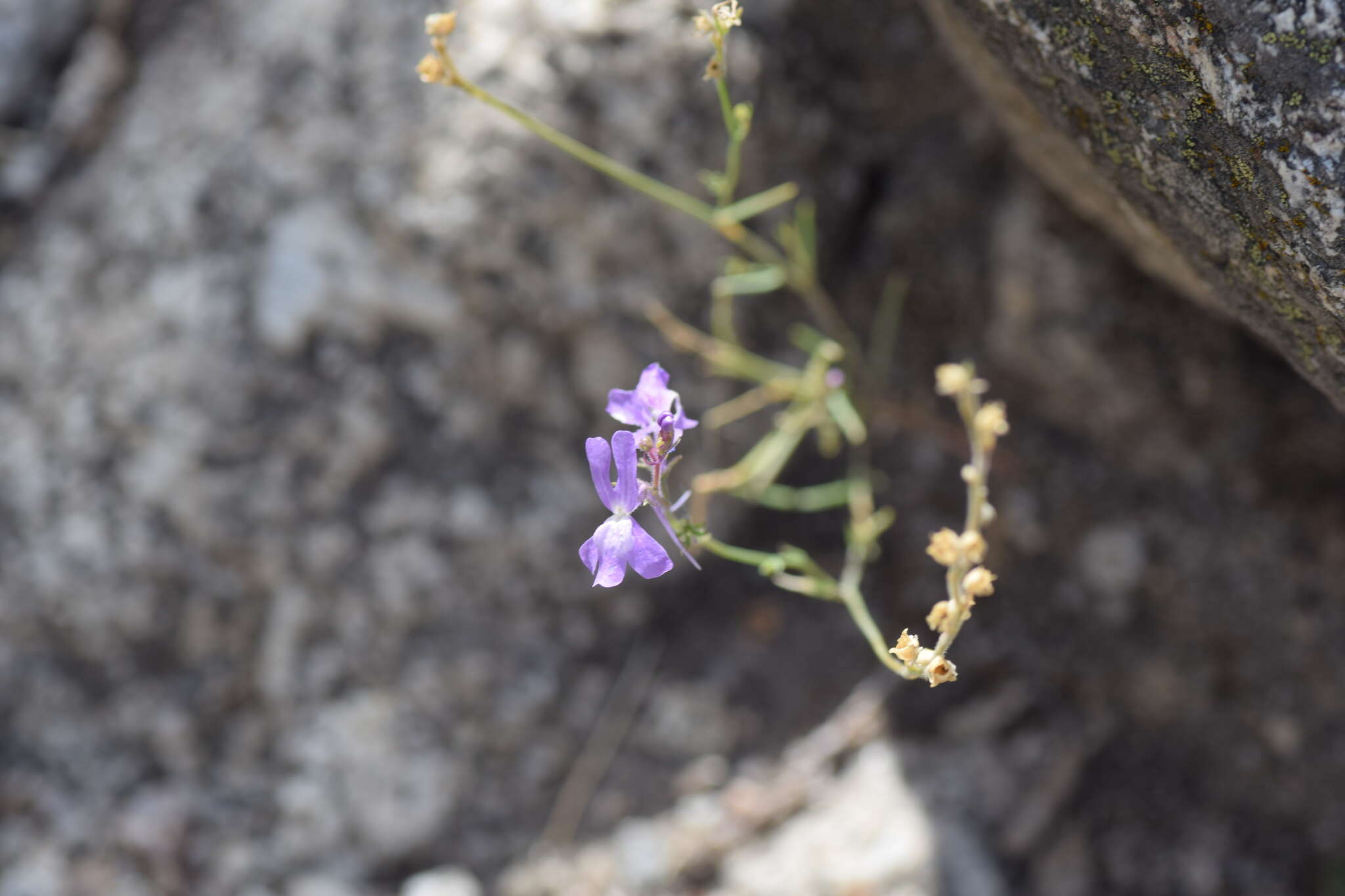 Sivun Linaria elegans Cav. kuva