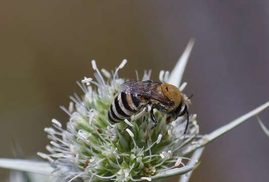 Image of Colletes hylaeiformis Eversmann 1852