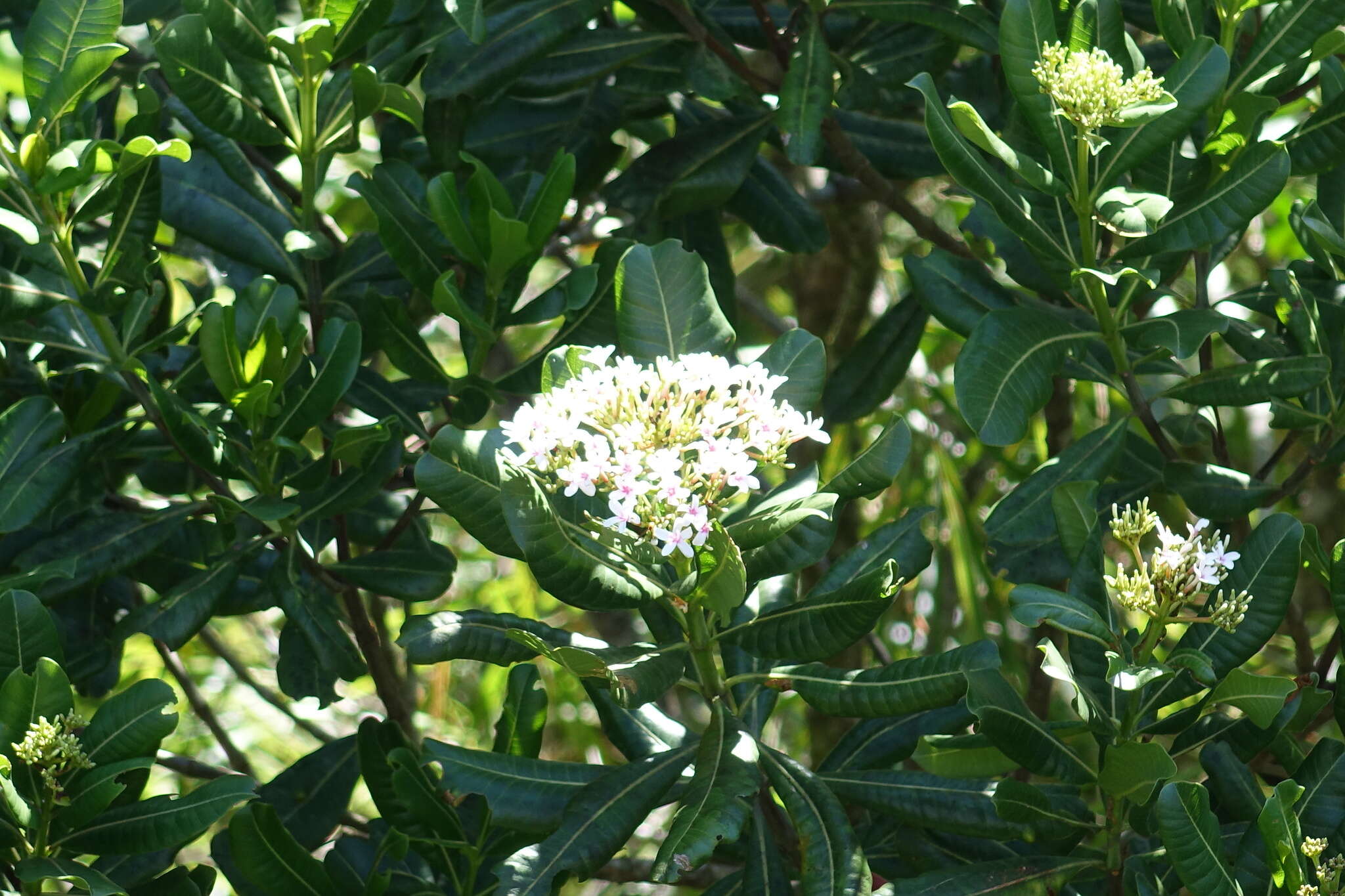 Imagem de Craspidospermum verticillatum Bojer ex Decne.