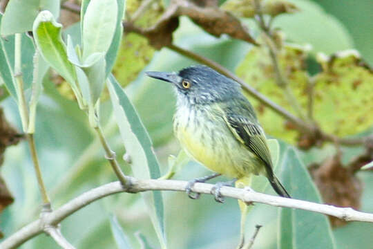 Image of Spotted Tody-Flycatcher