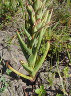 Image of African weed-orchid