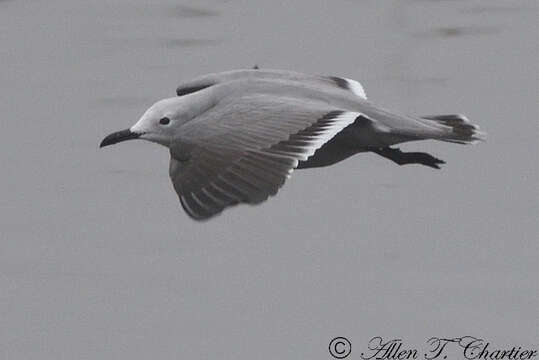 Image of Grey Gull