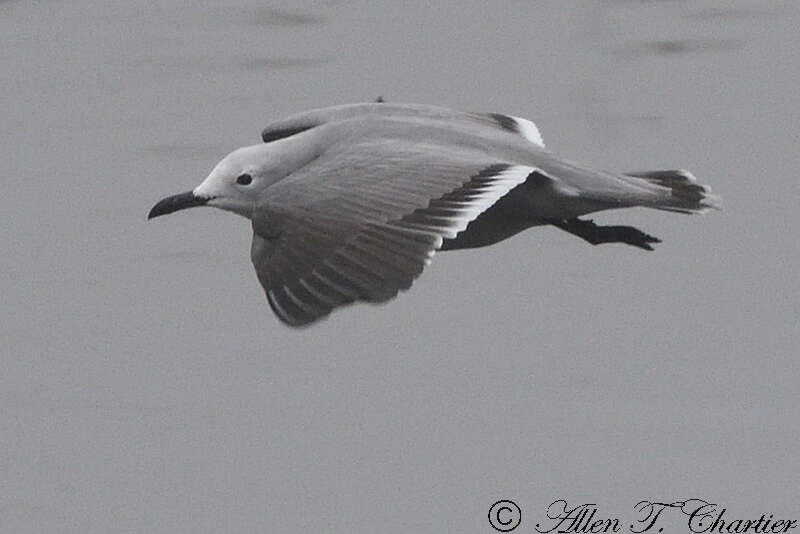 Image of Grey Gull