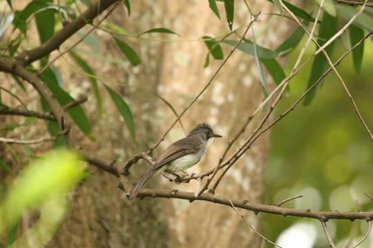 Image of Cinereous Bulbul