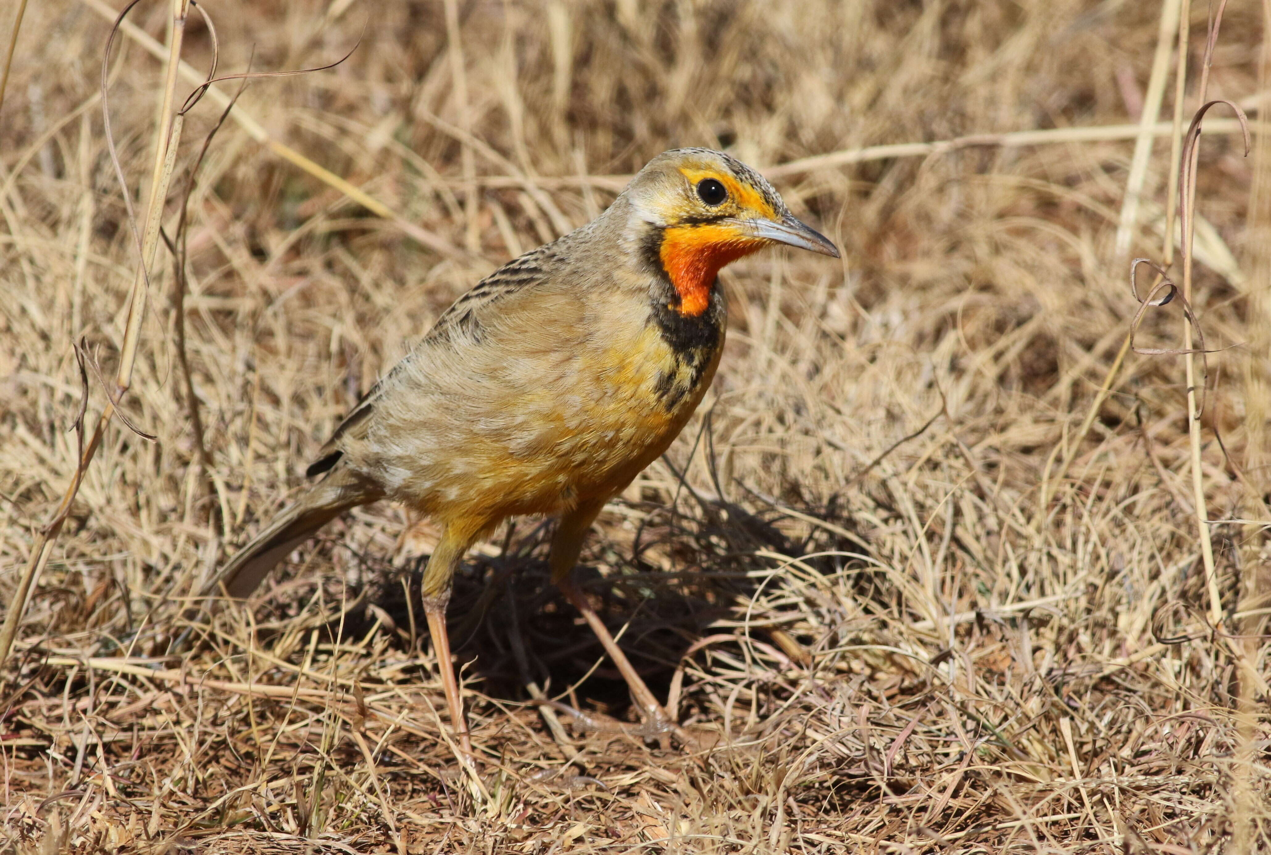 Image of Cape Longclaw