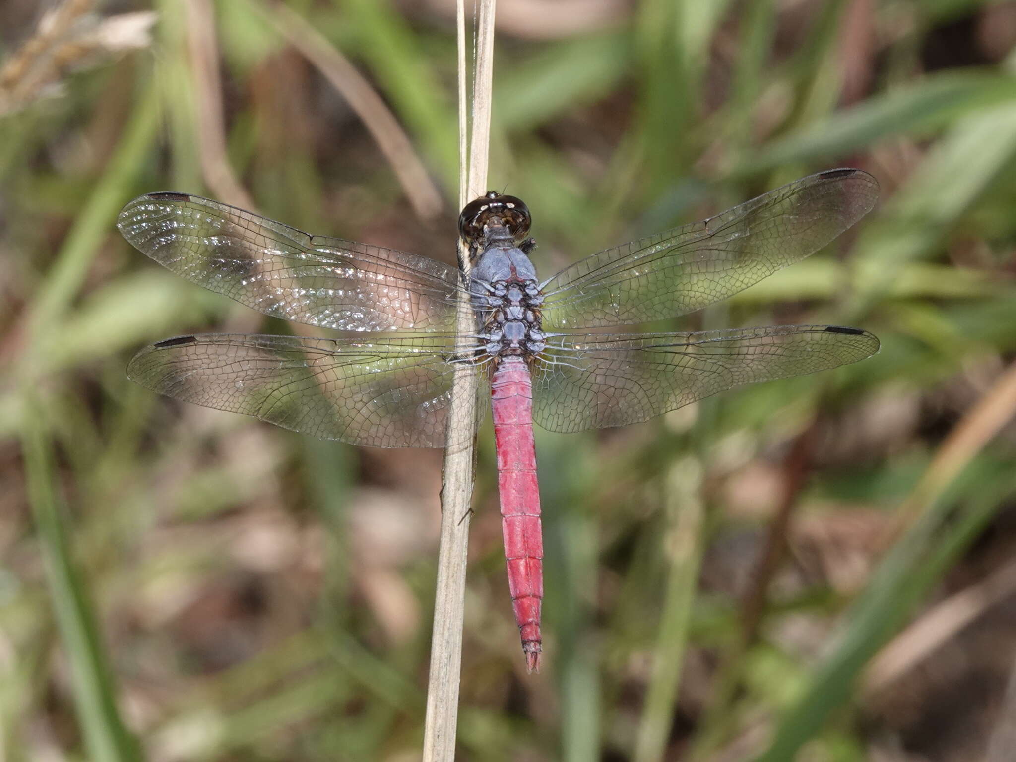 Image of Rosy Skimmer