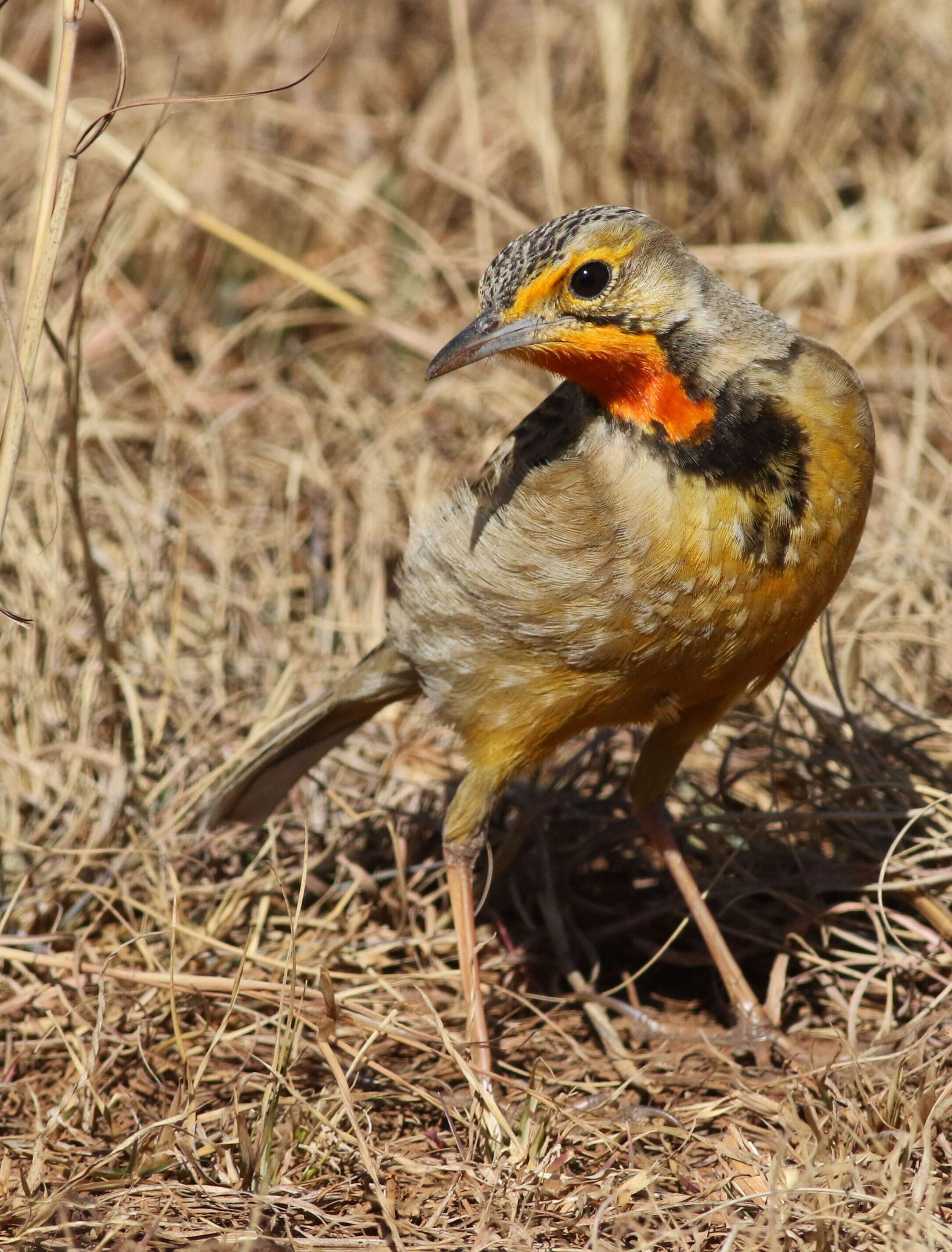 Image of Cape Longclaw