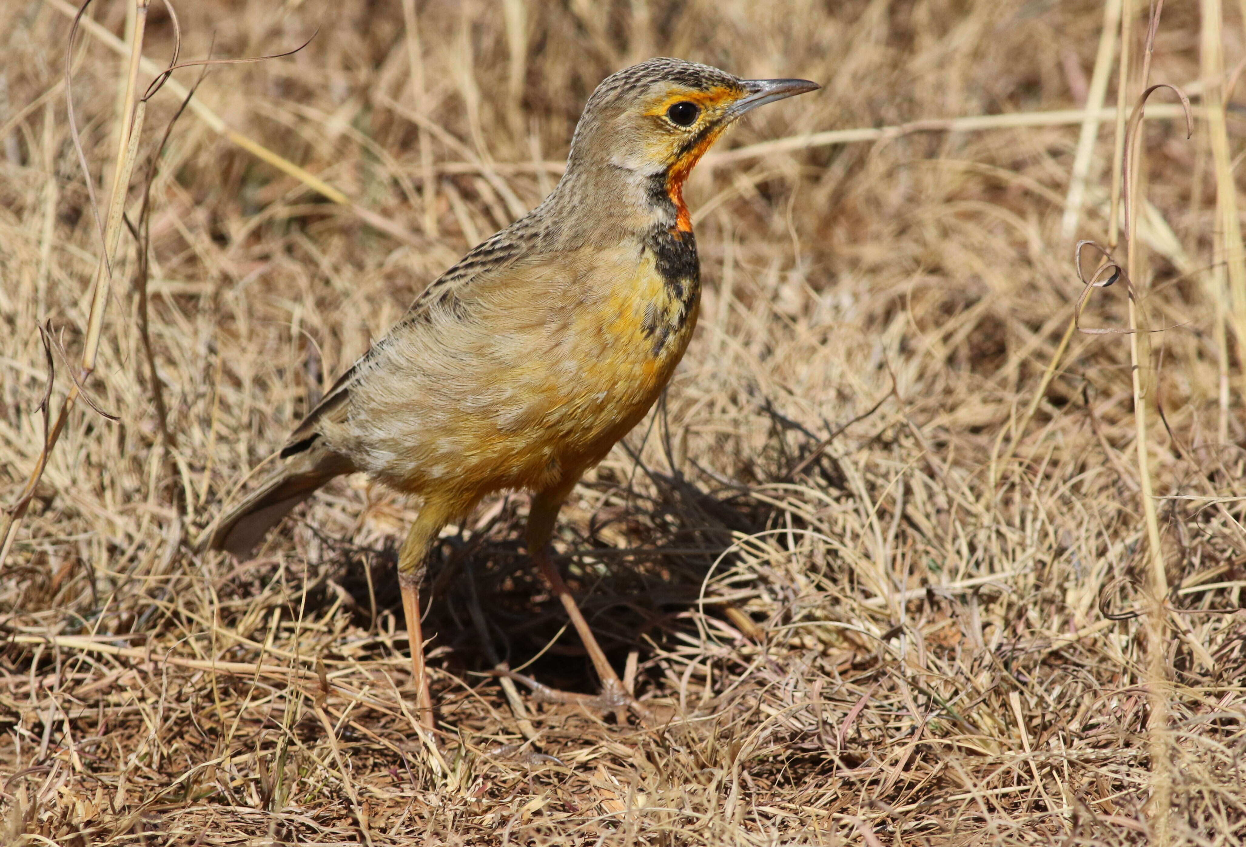 Image of Cape Longclaw