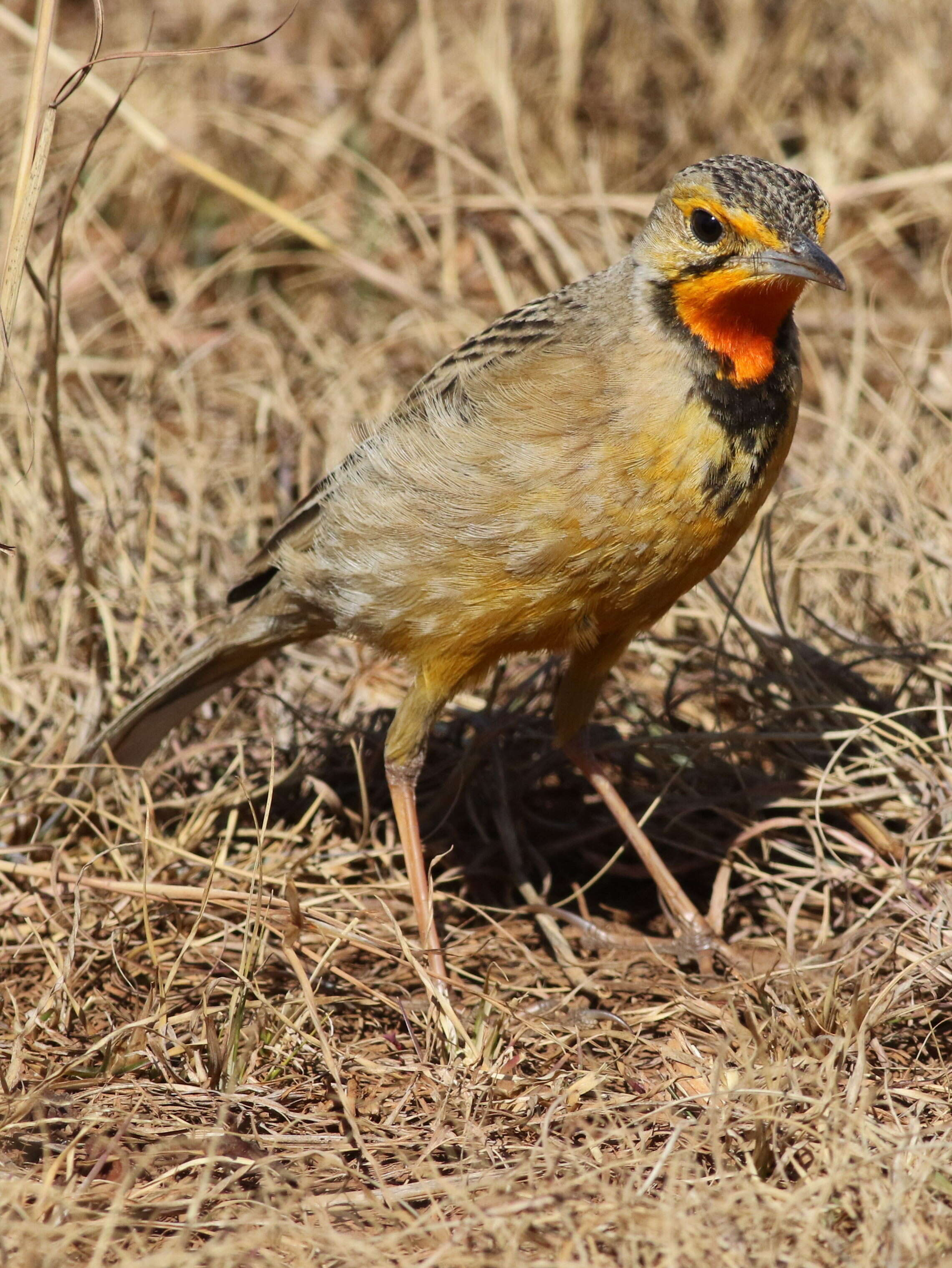 Image of Cape Longclaw