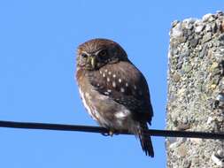 Image of Austral Pygmy Owl