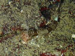 Image of Chitonotus