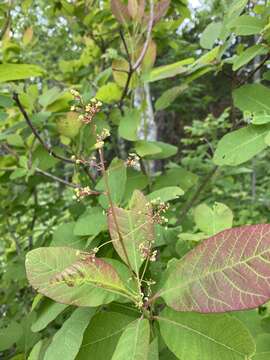 Image de Cotinus obovatus Raf.