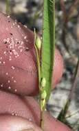 Panicum malacon Nash resmi