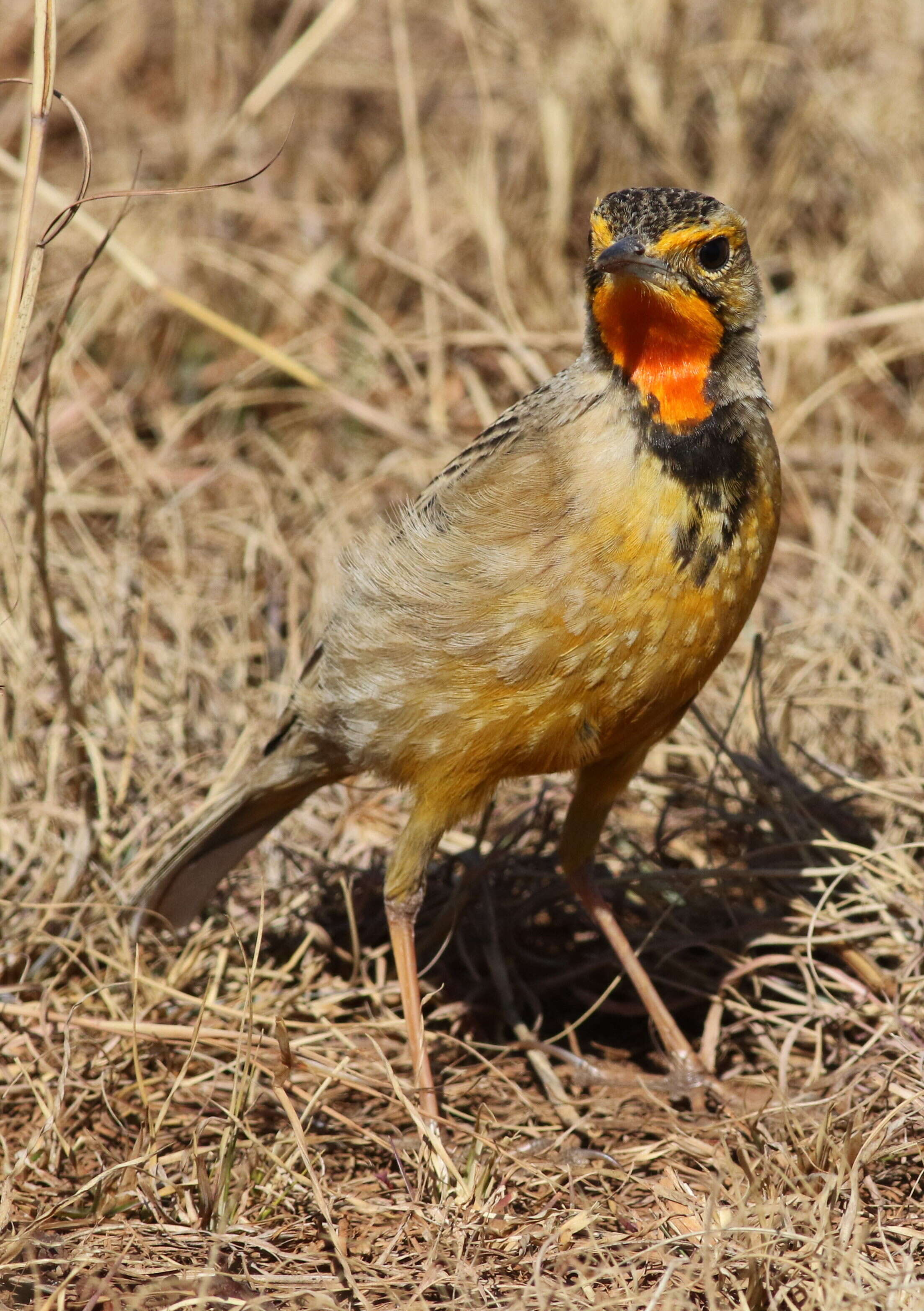 Image of Cape Longclaw