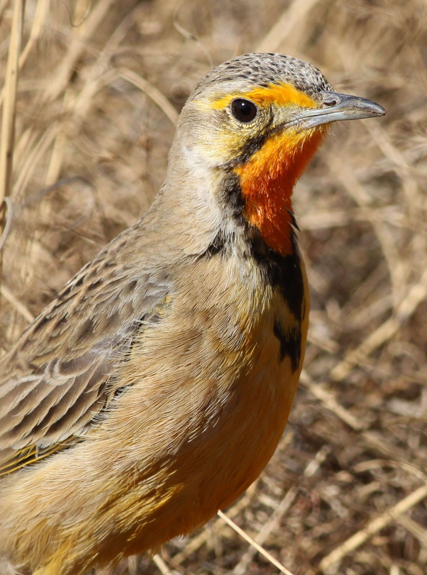 Image of Cape Longclaw