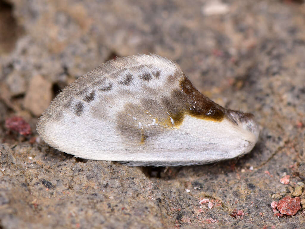 Image of Cilix