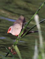 Image of Common Waxbill