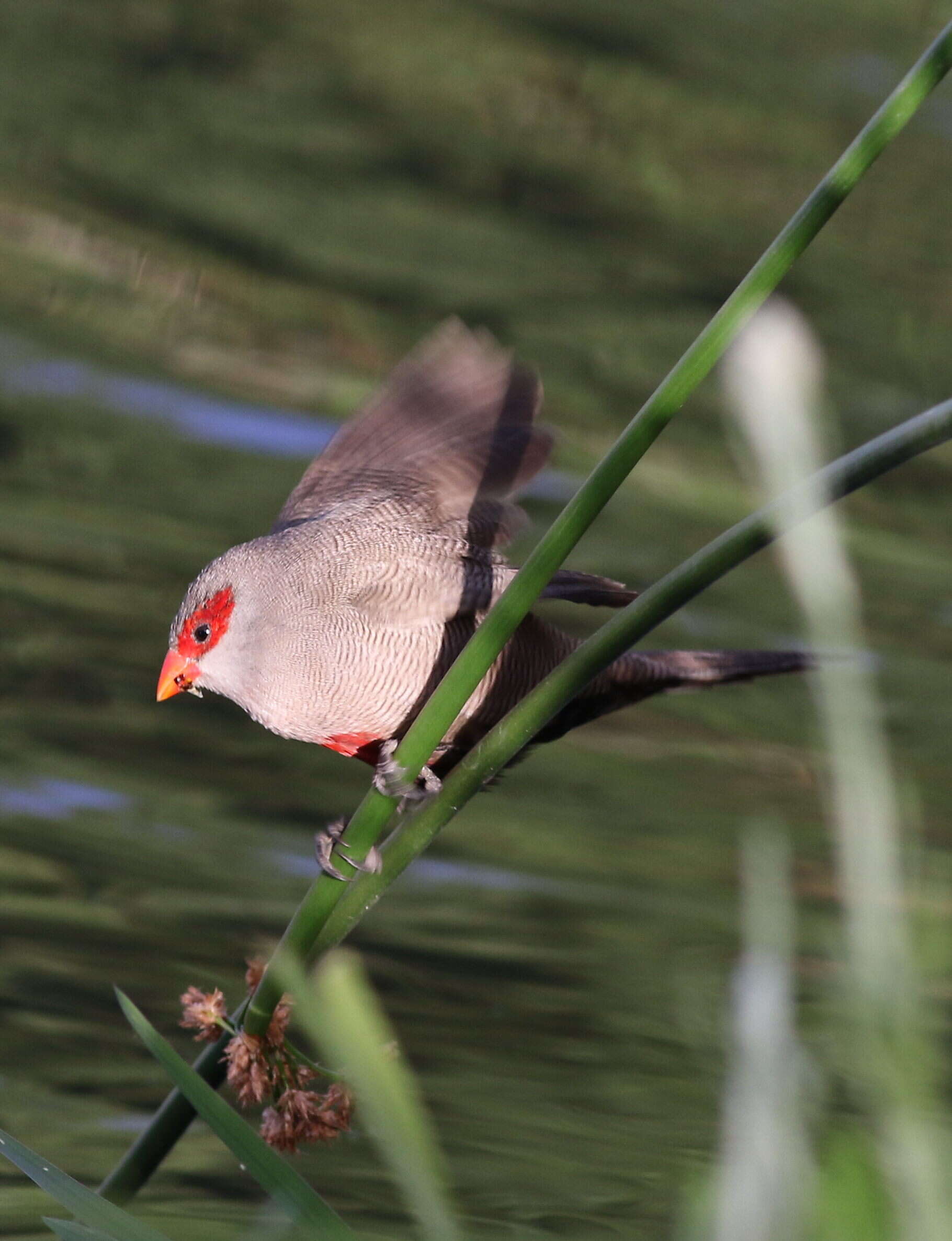 Image of Common Waxbill