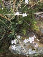 Image de Gypsophila patrinii Ser.