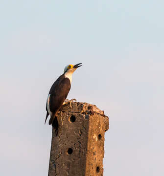 Image of White Woodpecker