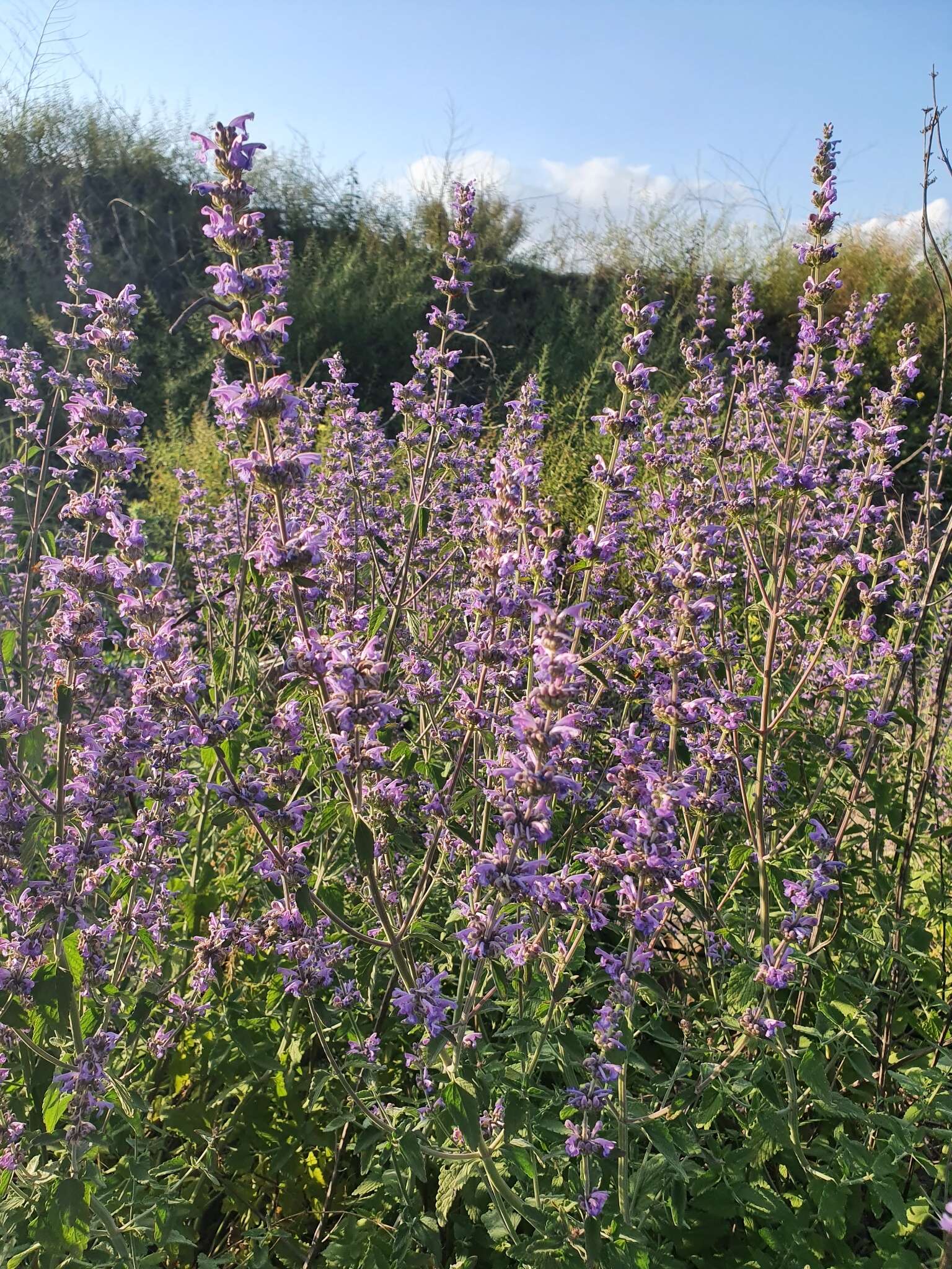 Nepeta curviflora Boiss. resmi