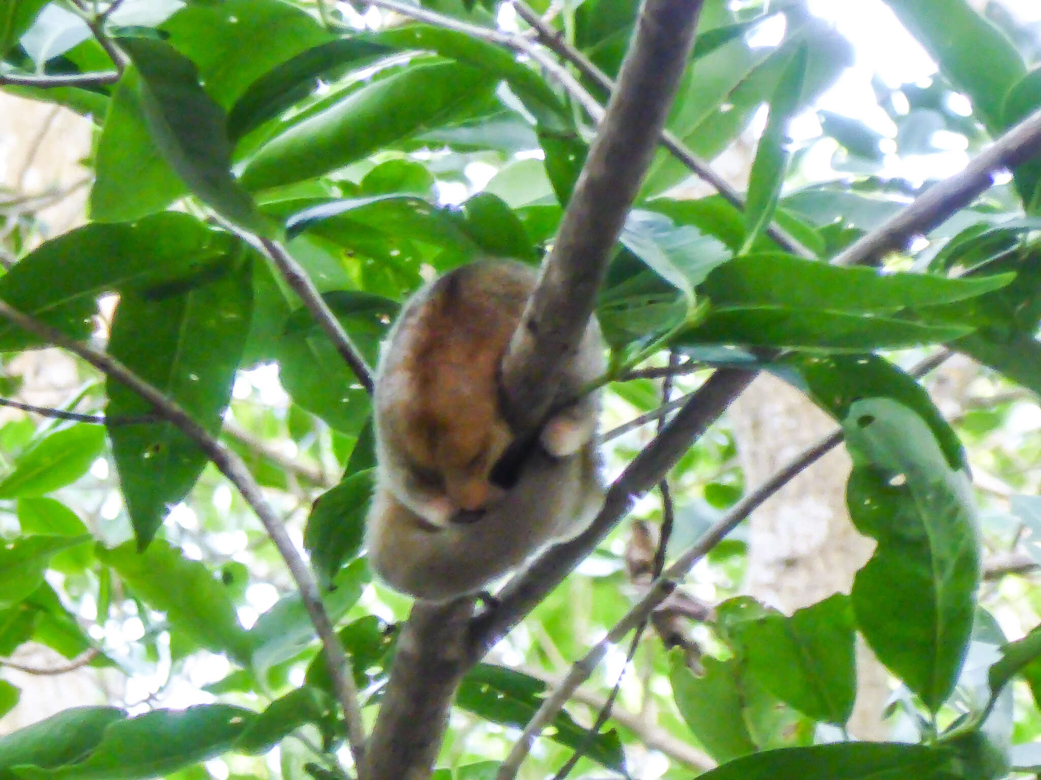 Image of silky anteaters