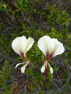 Image of Pelargonium tetragonum (L. fil.) L'Her.