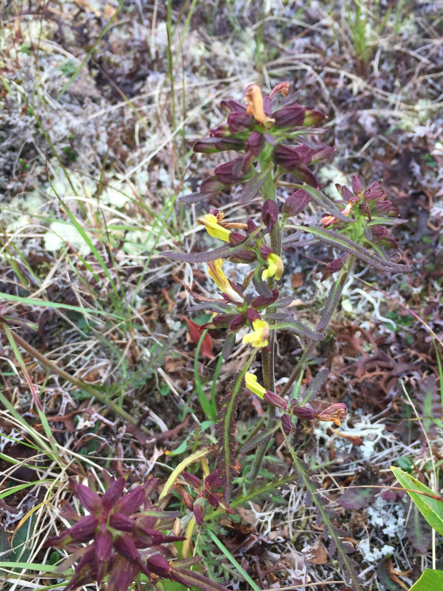 Pedicularis labradorica var. labradorica resmi