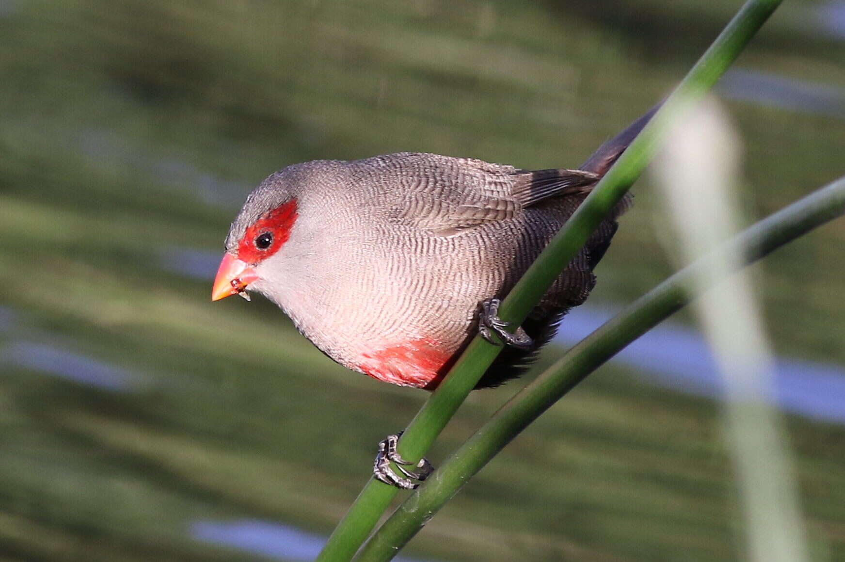 Image of Common Waxbill