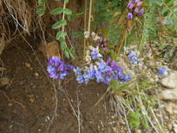 Image de Oxytropis jacquinii Bunge