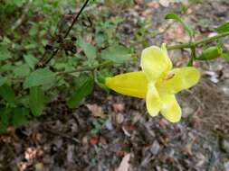 Image of largeflower yellow false foxglove