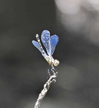 Image of Tetrathemis irregularis cladophila