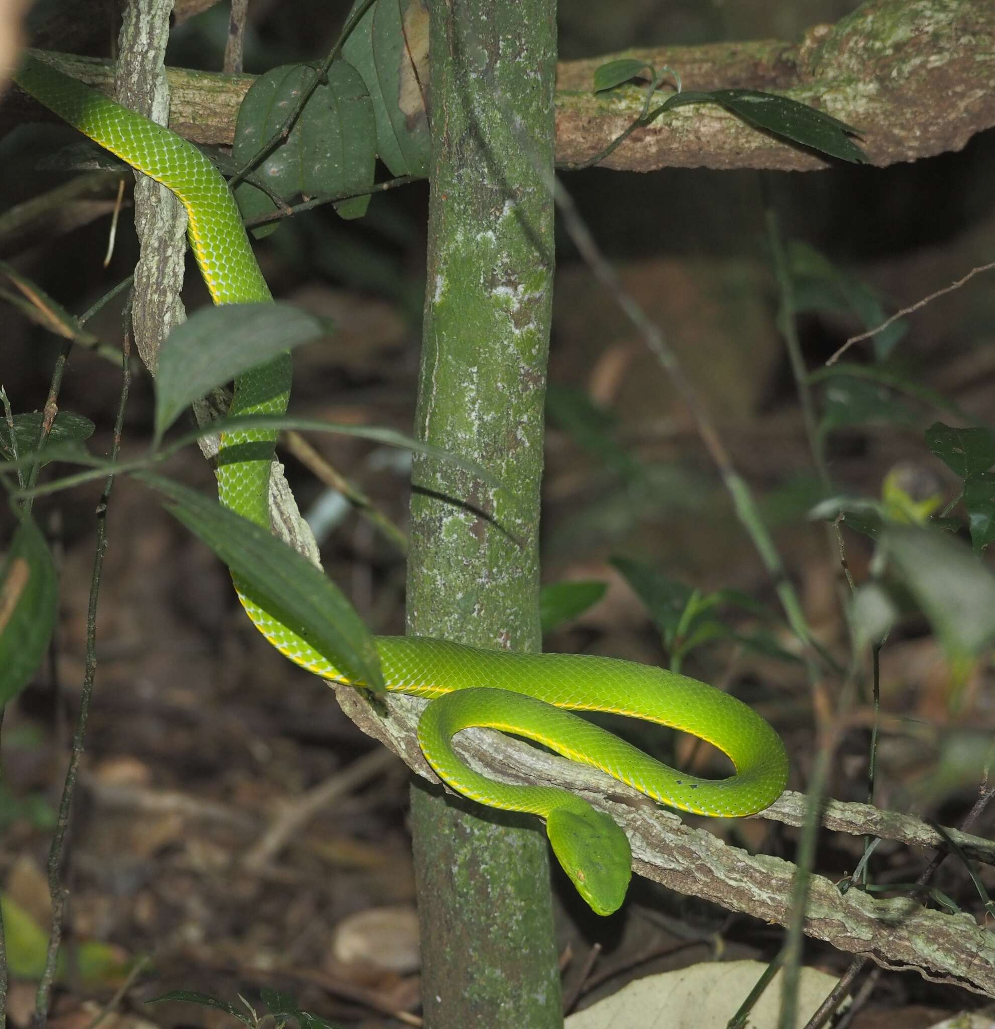 Image of Trimeresurus vogeli David, Vidal & Pauwels 2001