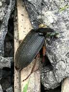 Image of Ground beetle