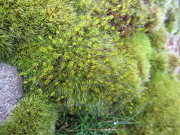 Image of racomitrium moss