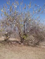 Imagem de Ipomoea murucoides Roem. & Schult.