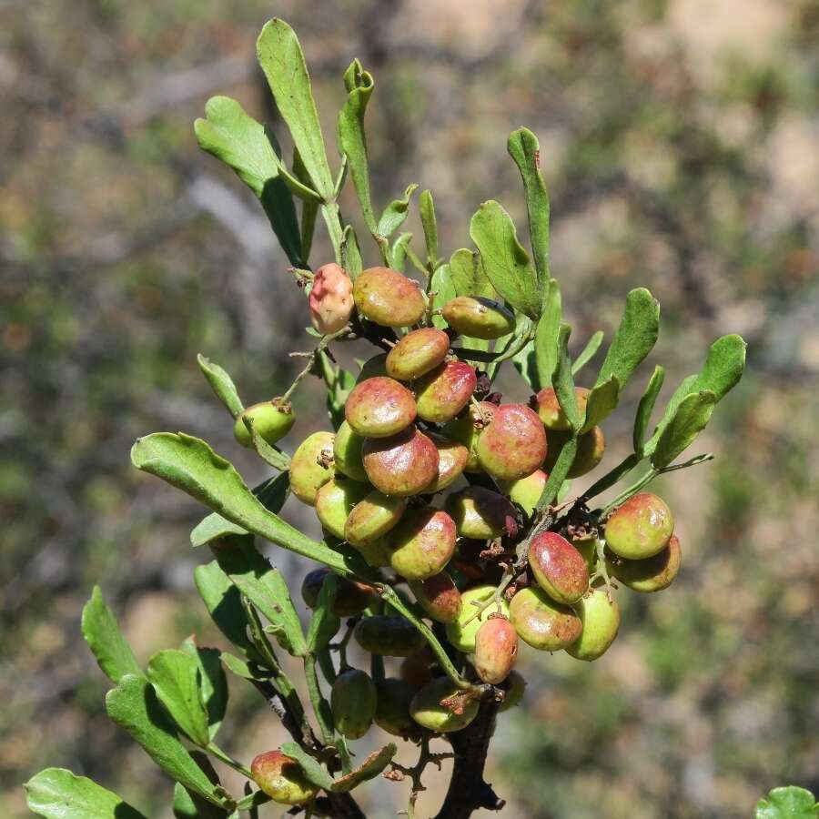 Searsia undulata (Jacq.) T. S. Yi, A. J. Mill. & J. Wen的圖片