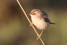 Image of Desert Cisticola