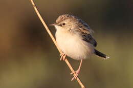 Image of Desert Cisticola