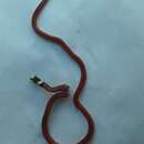 Image of Reinhardt's Burrowing Snake