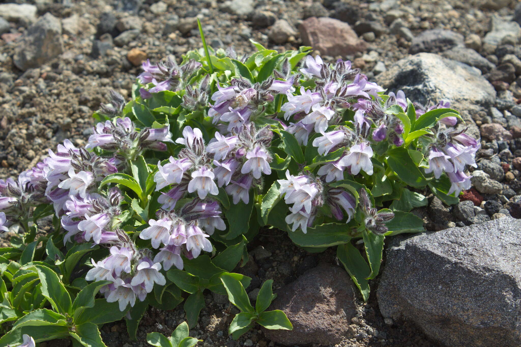 Image of Pennellianthus frutescens (Lamb.) Crosswhite