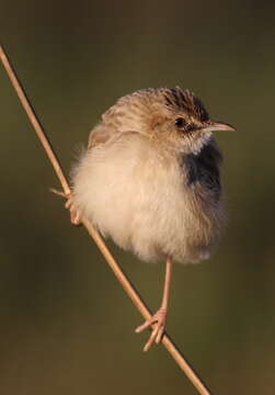 Image of Desert Cisticola